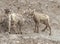 Bighorn sheep lambs fighting