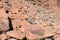 A Bighorn Sheep leaps beside a petroglyph rock