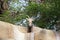 A Bighorn Sheep on a ledge