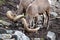 Bighorn sheep lick minerals in the rocks