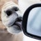 Bighorn sheep licks car window