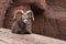 Bighorn sheep lying on a rock