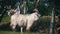 Bighorn Sheep Main Alpha Male Ram in Herd of Sheep Grazing in Field. Slow Motion