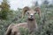 Bighorn Sheep Making Funny Face in Yellowstone National Park