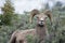 Bighorn Sheep Making Funny Face in Yellowstone National Park