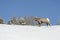 Bighorn Sheep male, walking in snow