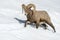 Bighorn Sheep male, walking in snow