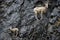 Bighorn Sheep Mother and calf