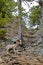 Bighorn sheep in moulting fur