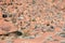 Bighorn Sheep move beside a petroglyph rock