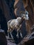 A bighorn sheep navigates the rugged terrain of a canyon