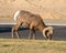 Bighorn Sheep in the Norbeck Pass parking lot