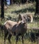 Bighorn Sheep in Northern Arizona