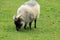 Bighorn Sheep (ovis canadensis) grazing in grass at Green Hill Park Zoo in Worcester, ma