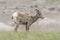 Bighorn Sheep in the Prairie