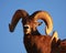 Bighorn sheep ram with blue sky