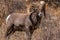 A Bighorn Sheep Ram on a Bushy Mountainside