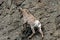 Bighorn Sheep Ram climbing rock face cliff in Yellowstone National Park in Wyoming