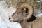 Bighorn sheep ram in Grand Teton National Park Winter