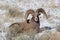 Bighorn sheep ram in Grand Teton National Park Winter