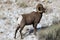 Bighorn sheep ram in Grand Teton National Park Winter