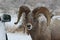 Bighorn sheep ram in Grand Teton National Park Winter
