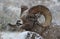 Bighorn sheep ram in Grand Teton National Park Winter. Lip curl