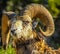 Bighorn sheep ram in portrait