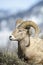 Bighorn Sheep ram, portrait.