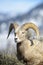 Bighorn Sheep ram, portrait.