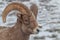 Bighorn Sheep Ram Portrait in Wyoming in Winter