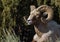 Bighorn sheep ram sitting against green background