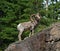 Bighorn Sheep Ram on top of rock face cliff in Yellowstone National Park in Wyoming