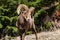 A Bighorn Sheep Ram Walking in the Mountains