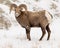 Bighorn Sheep Ram in Winter in Badlands National Park