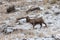 Bighorn Sheep Ram in Winter in Wyoming