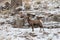 Bighorn Sheep Ram in Winter in Wyoming