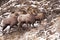 Bighorn Sheep rams