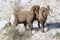 Bighorn sheep rams in Grand Teton National Park Winter