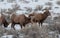 Bighorn Sheep Rams in Winter in Wyoming