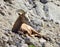 A Bighorn Sheep Resting on a hillside