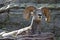 Bighorn Sheep resting on Ledge