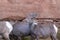 Bighorn Sheep beside a rocky cliff in Colorado National Monument