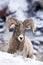 Bighorn Sheep in Snow