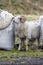 Bighorn sheep stand between large farm bags