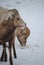 Bighorn sheep standing in a snowy winter landscape