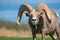 Bighorn Sheep Stare