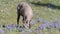 A bighorn sheep stops grazing on mt washburn in yellowstone