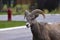 Bighorn sheep strolls street in Radium Hot Springs