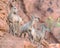 Bighorn Sheep, Valley of Fire State Park, NV